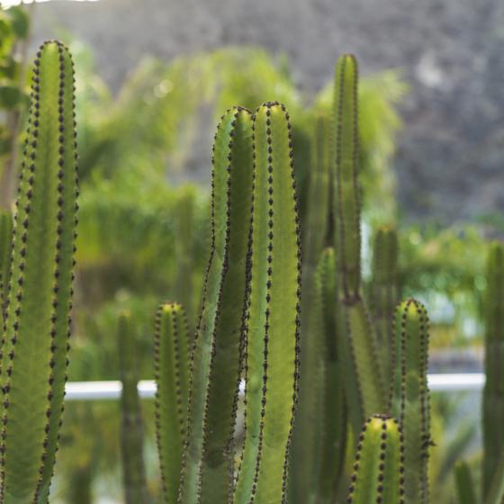 Outdoors Marina Bayview Canary Islands Outdoors Marina Bayview Canary Islands